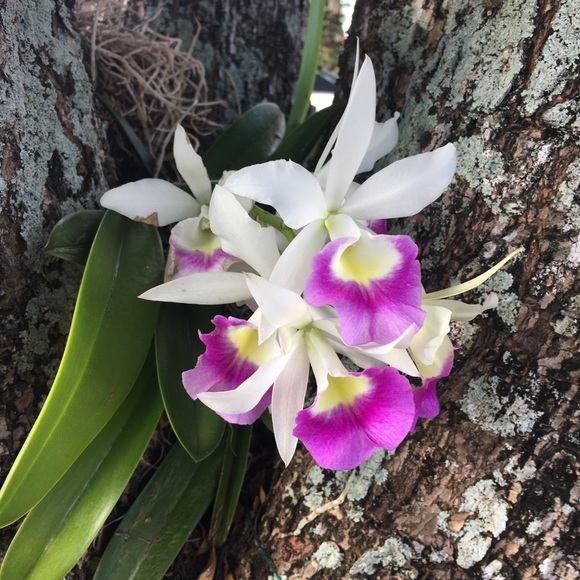 Meet your Posher, Rozanne - Picture 1 of 1